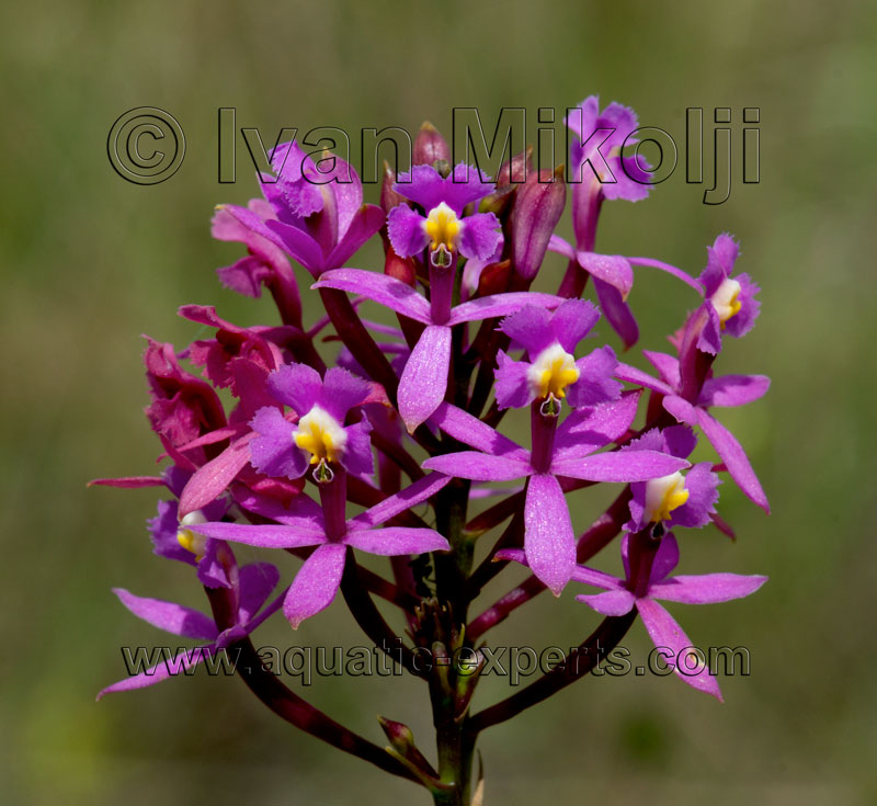 fotos de orquideas